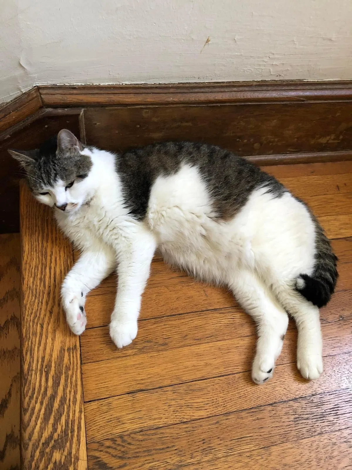 Lost cat in Fanwood, NJ, 7023