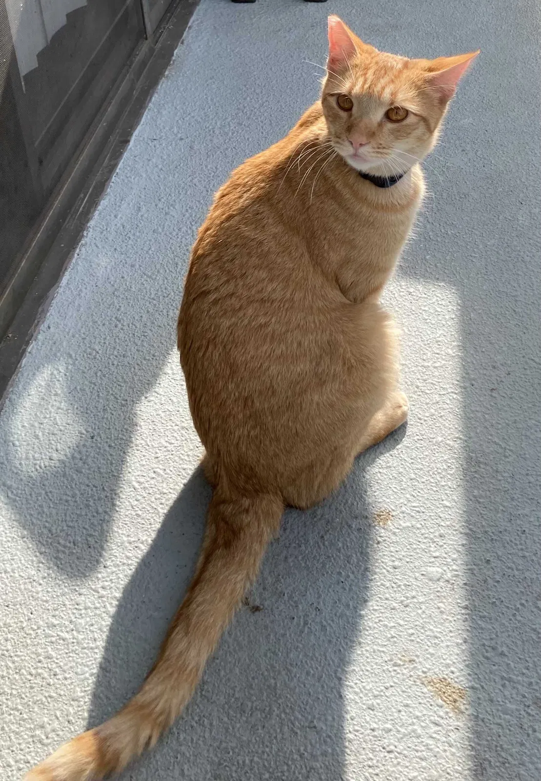 Lost cat in Riverside, CA, 92506