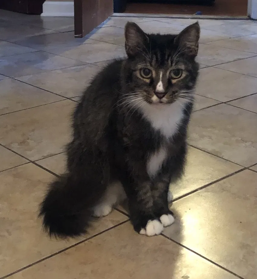 Lost cat in Wayne, NJ, 7470