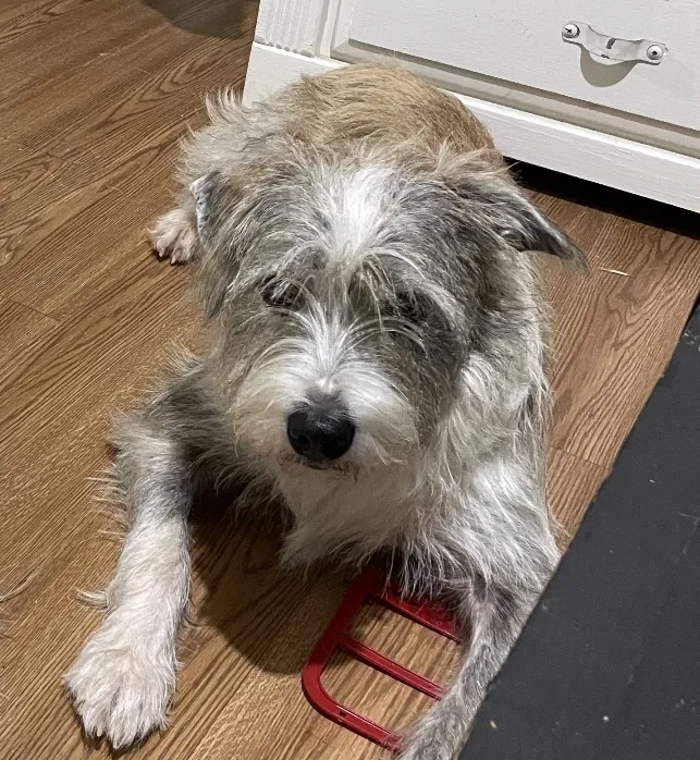 Lost dog in Covington, GA, 30016