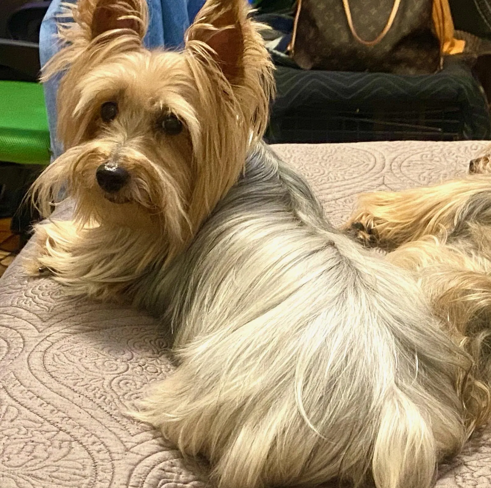 Lost dog in Lancaster, TX, 75134
