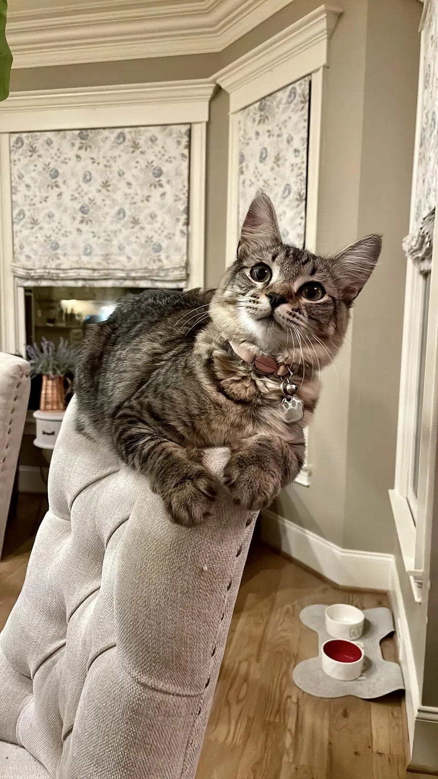 Lost cat in Trussville, AL, 35173