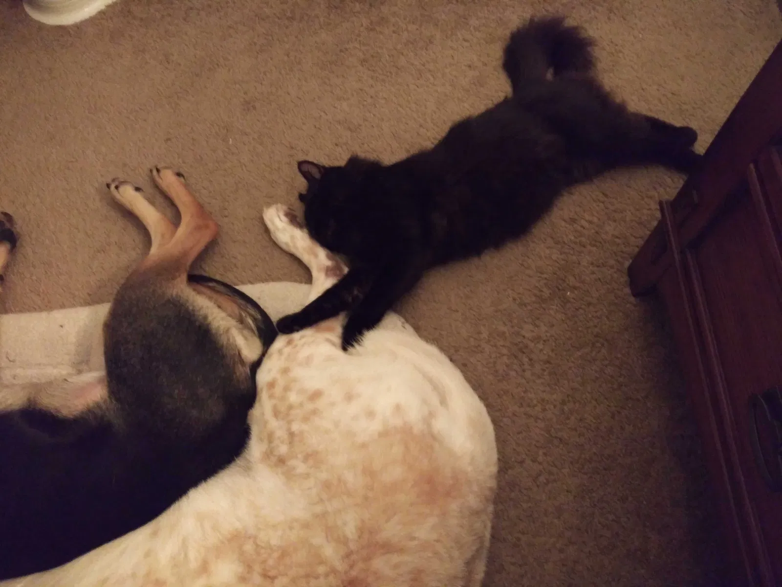 Lost cat in Springdale, AR, 72762