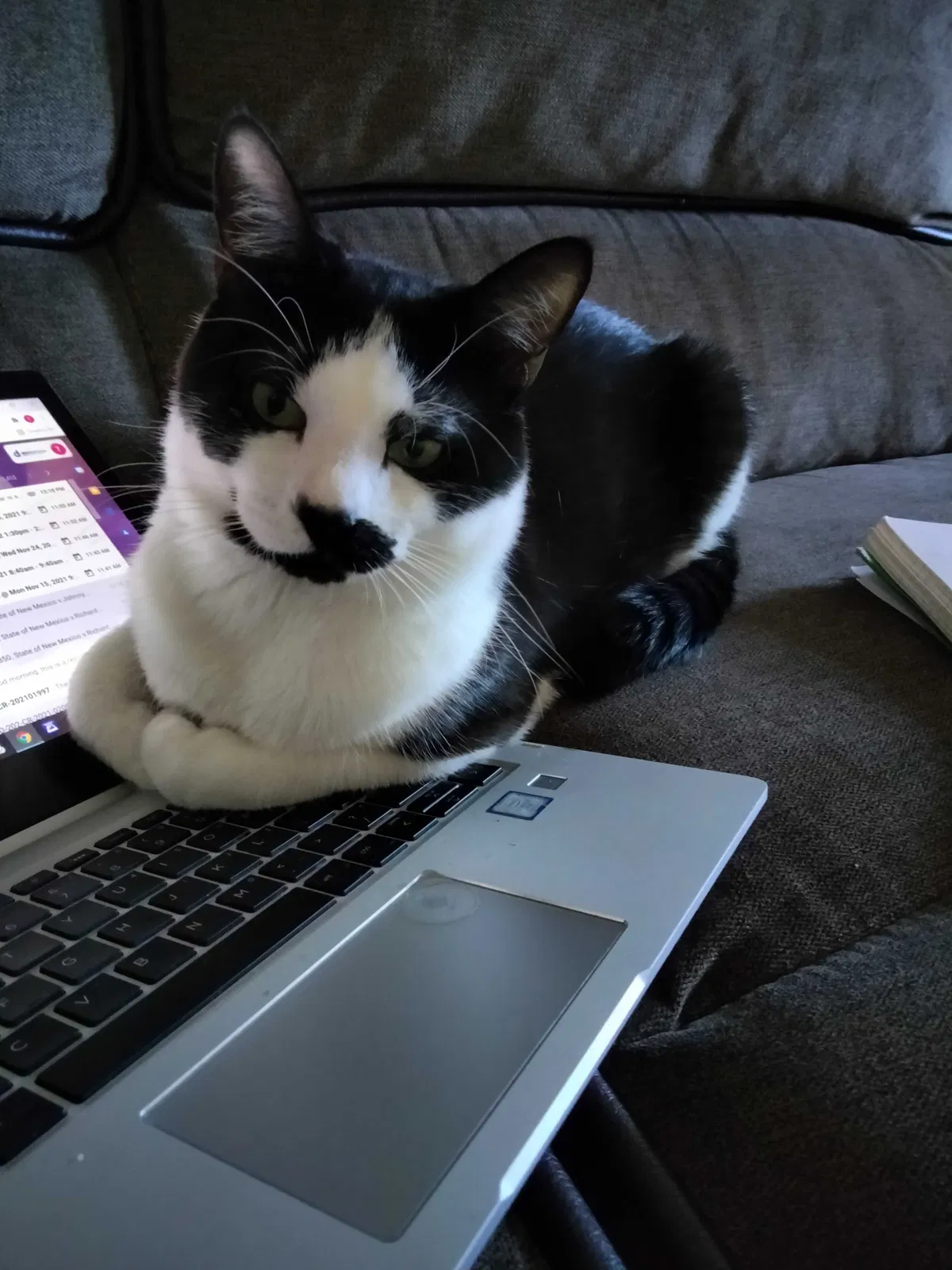 Lost cat in Albuquerque, NM, 87120