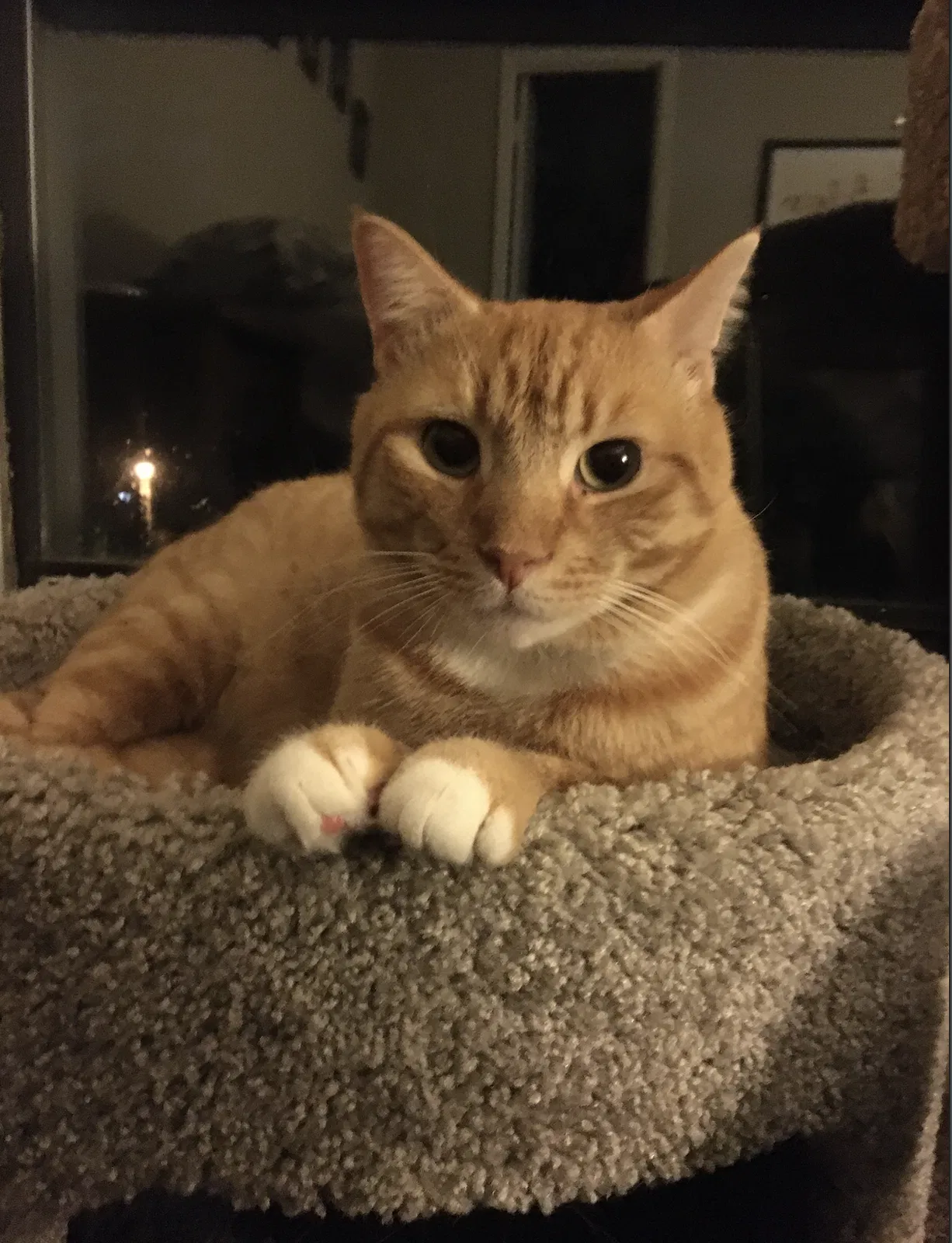 Lost cat in Marietta, GA, 30068