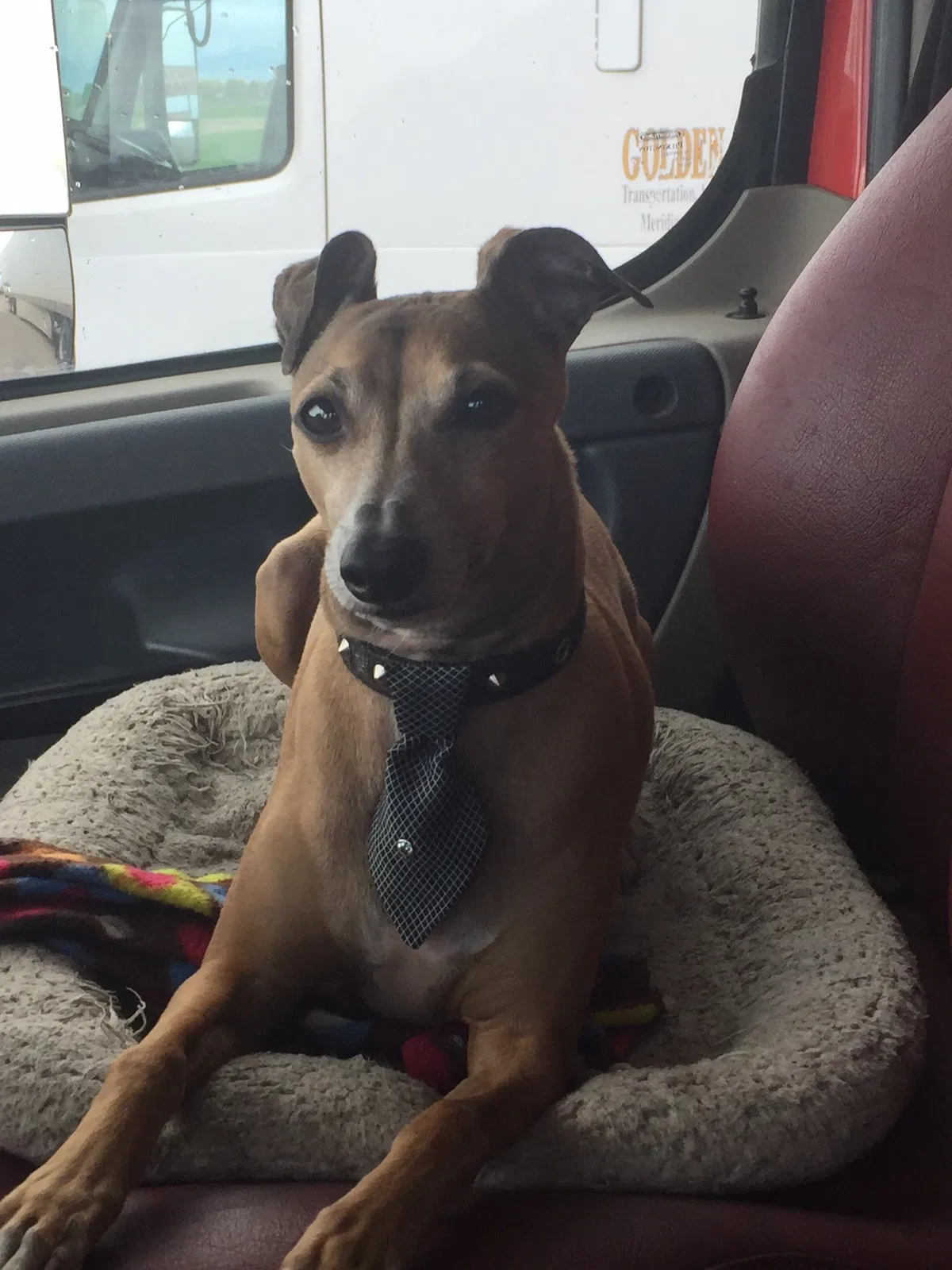 Lost dog in Locust Grove, GA, 30248