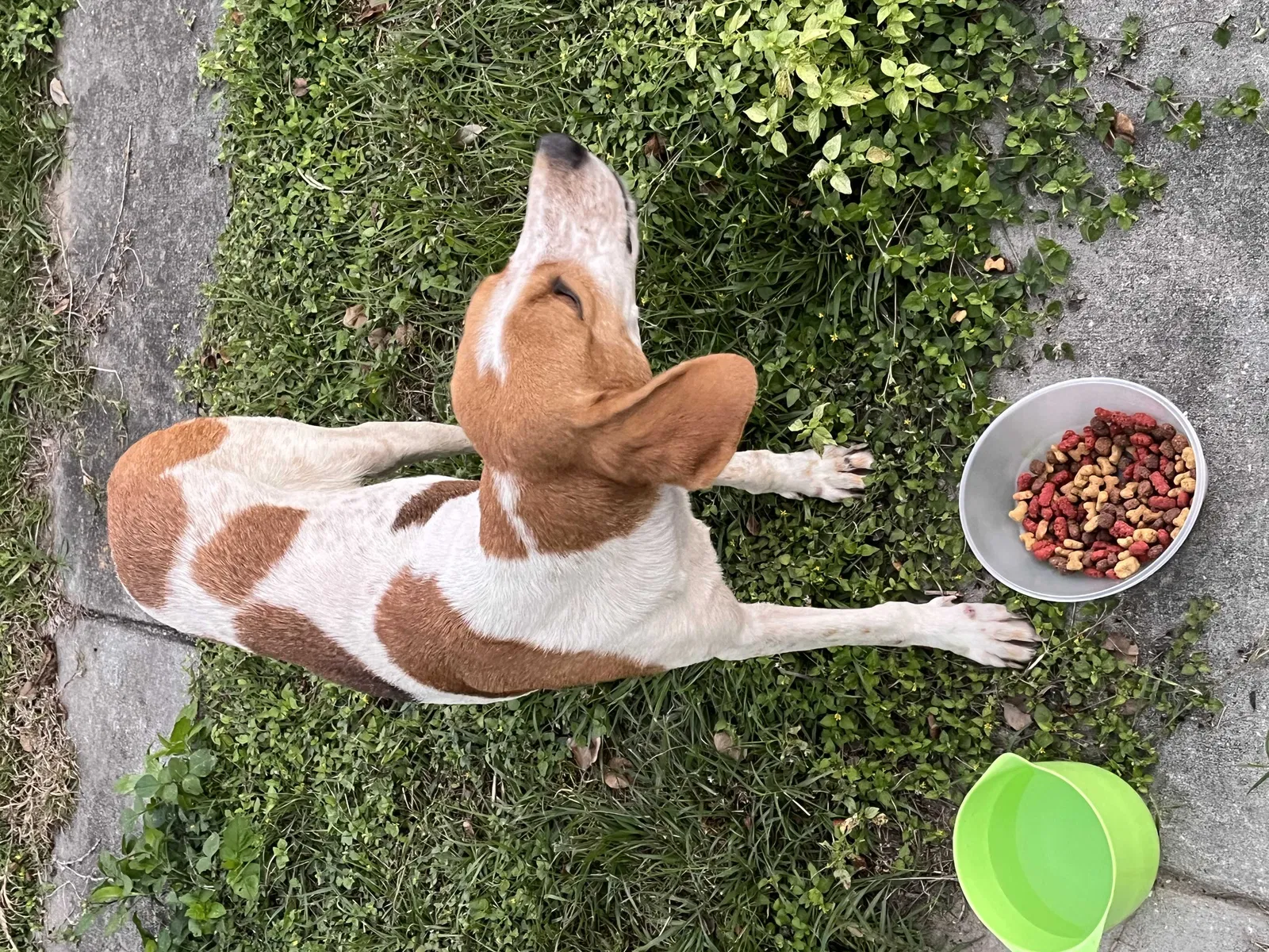 Found dog in New Orleans, LA, 70114