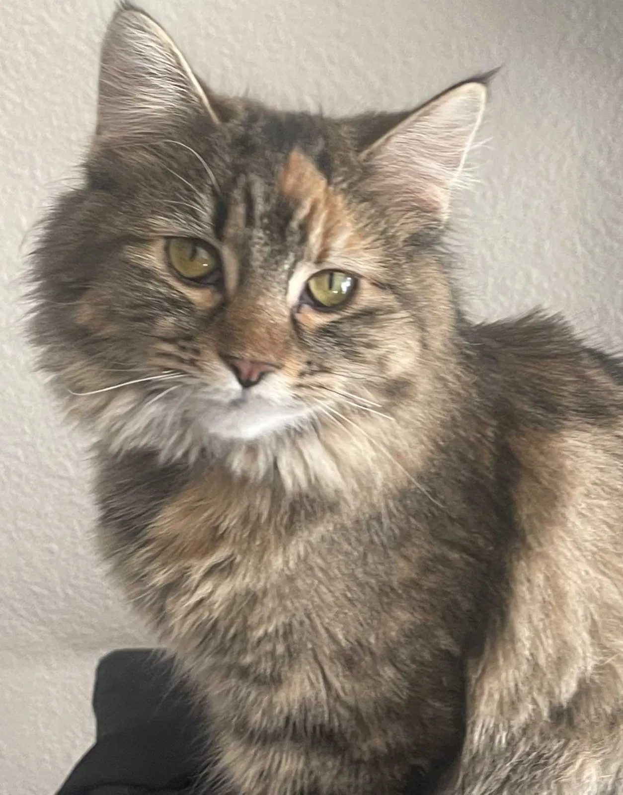 Lost cat in Aurora, CO, 80016