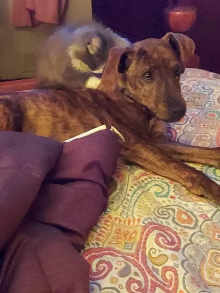 Lost dog in Bowling Green, KY, 42104