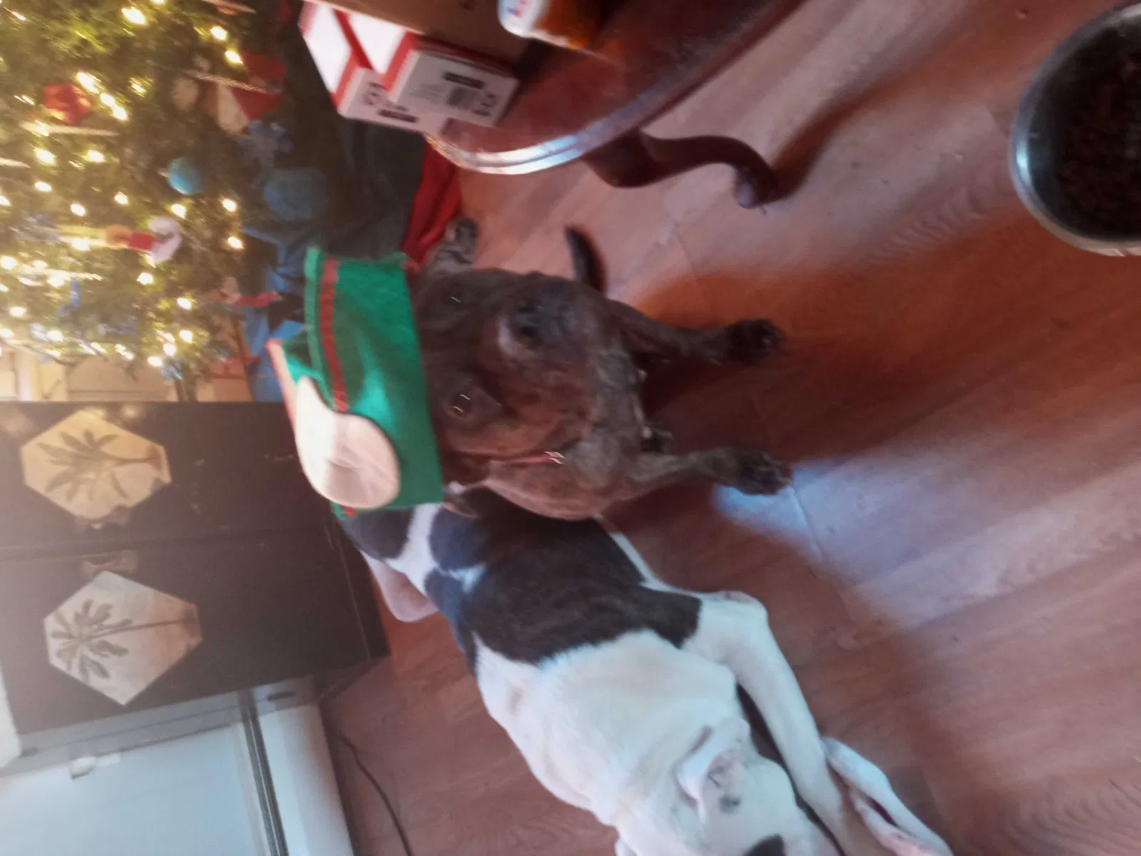 Found dog in Shamokin, PA, 17872