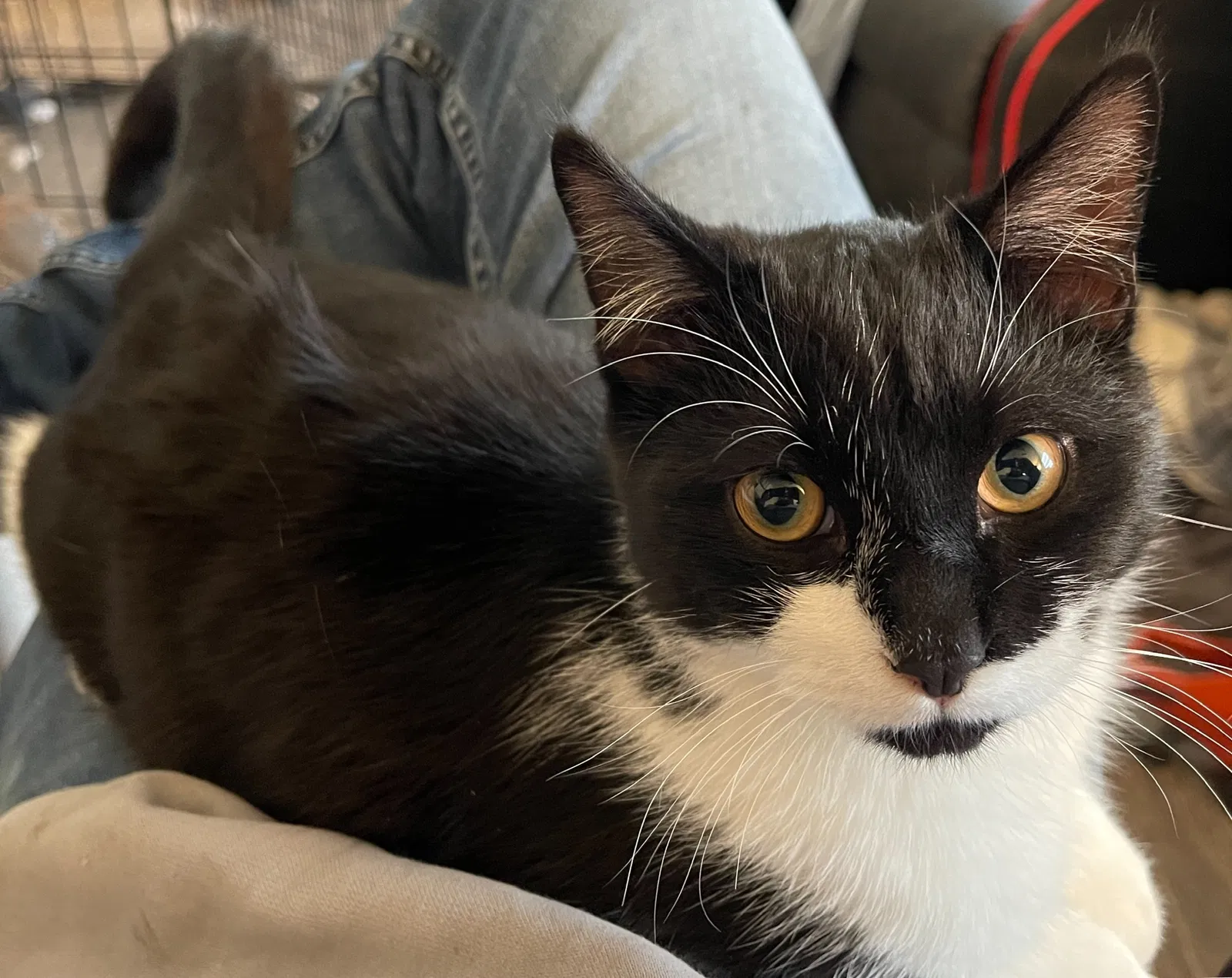 Lost cat in Salt Lake City, UT, 84115