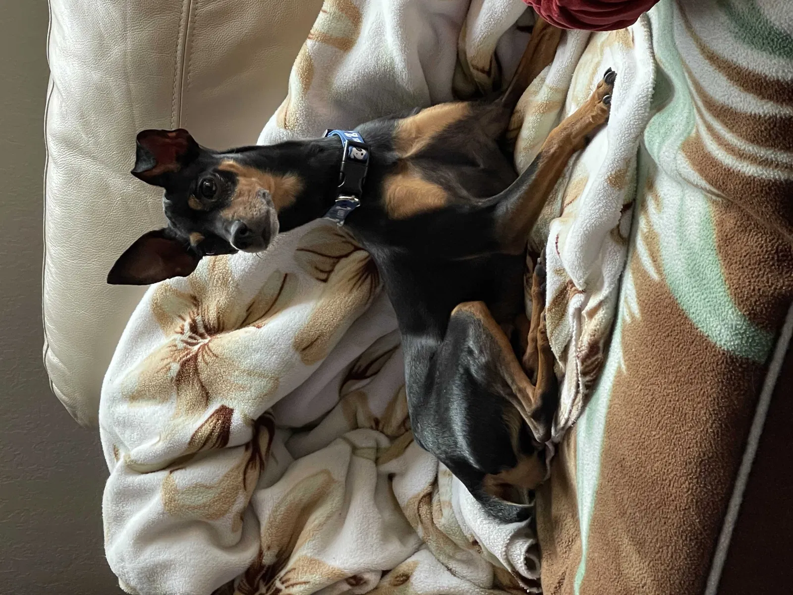 Lost dog in Miami, FL, 33169