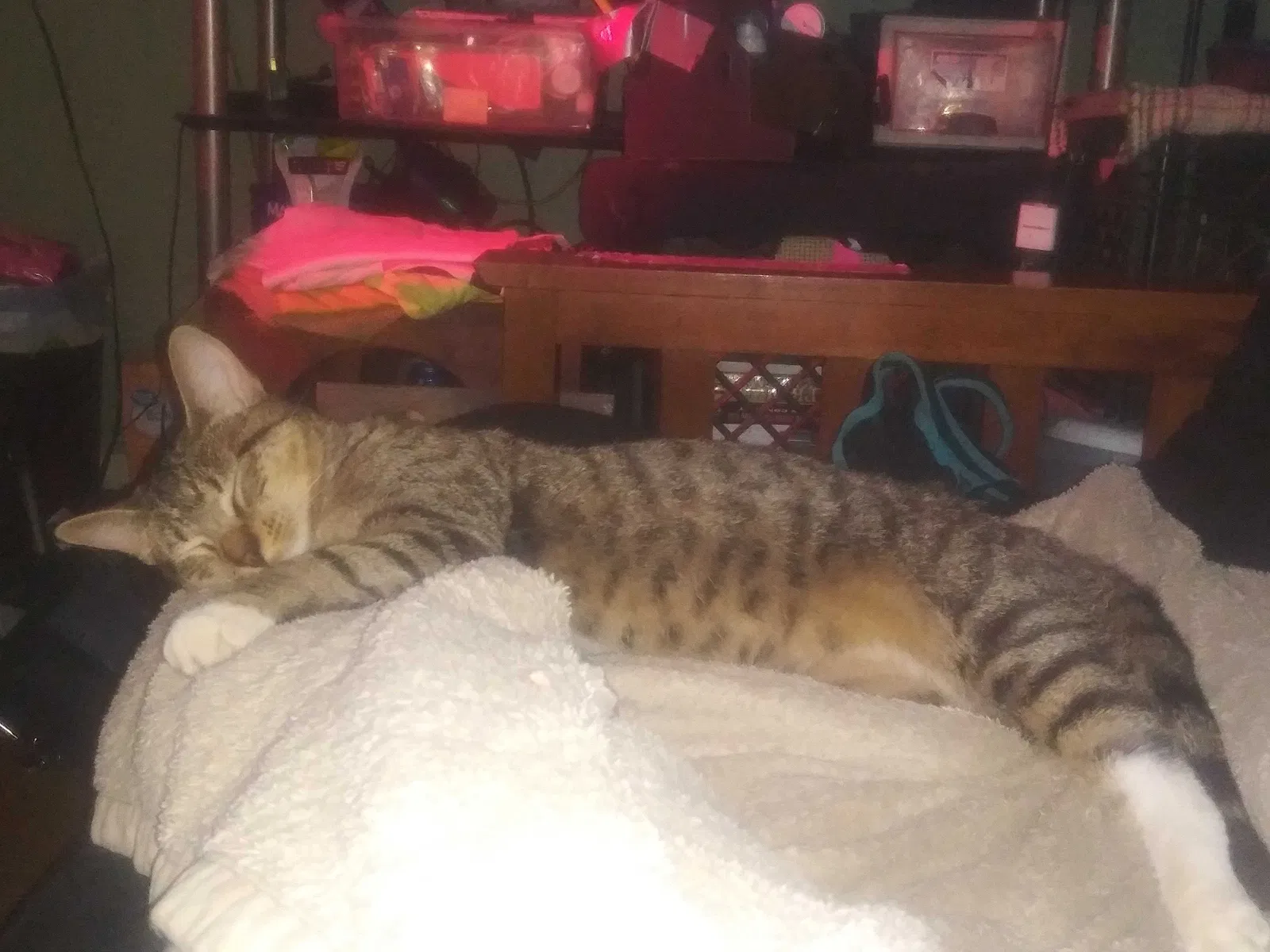 Lost cat in Theodore, AL, 36582