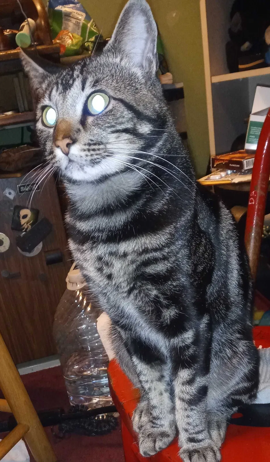 Lost cat in Tulsa, OK, 74133