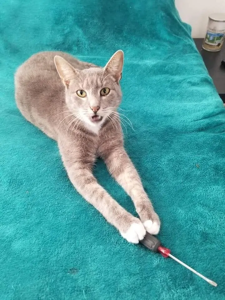 Lost cat in Tulsa, OK, 74105
