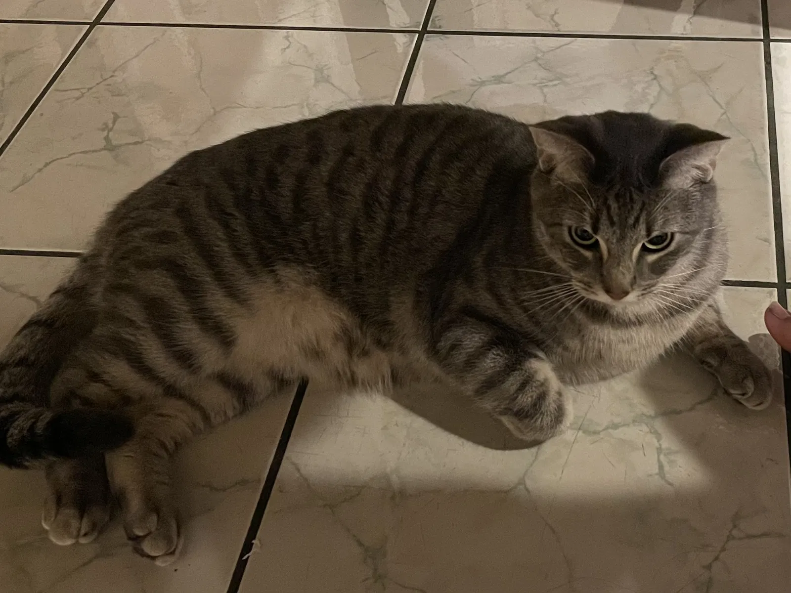 Lost cat in Santa Ana, CA, 92703