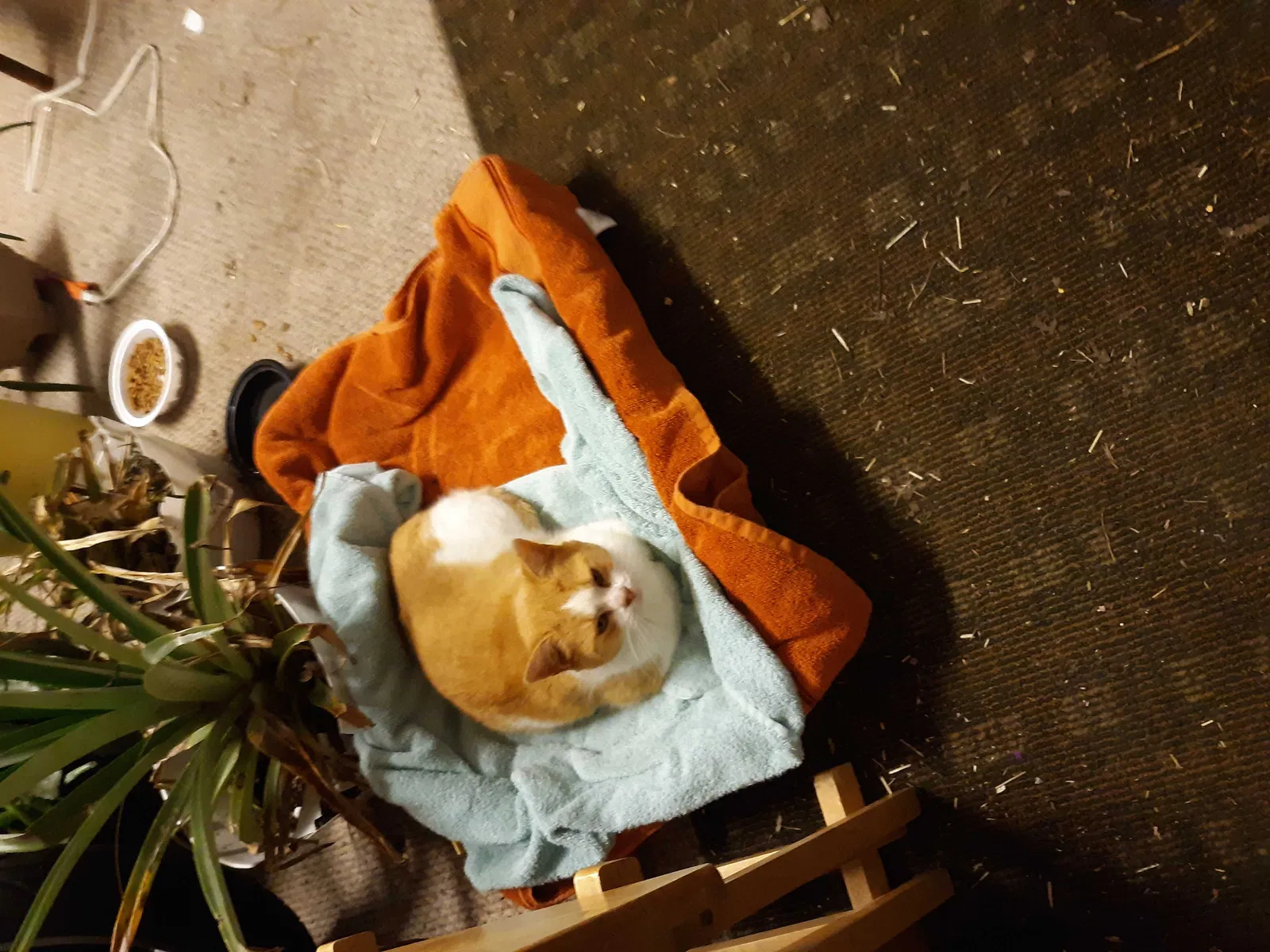 Found cat in Maple Hill, NC, 28454