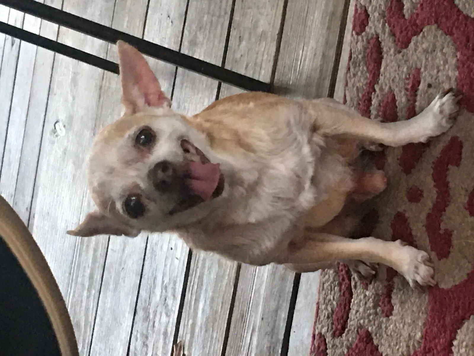 Lost dog in Santa Fe, TX, 77517