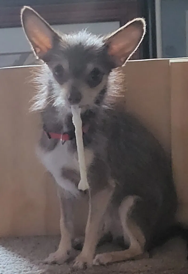 Lost dog in Las Vegas, NV, 89121