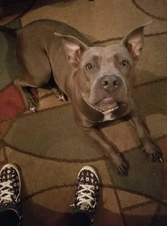 Lost dog in Oklahoma City, OK, 73119