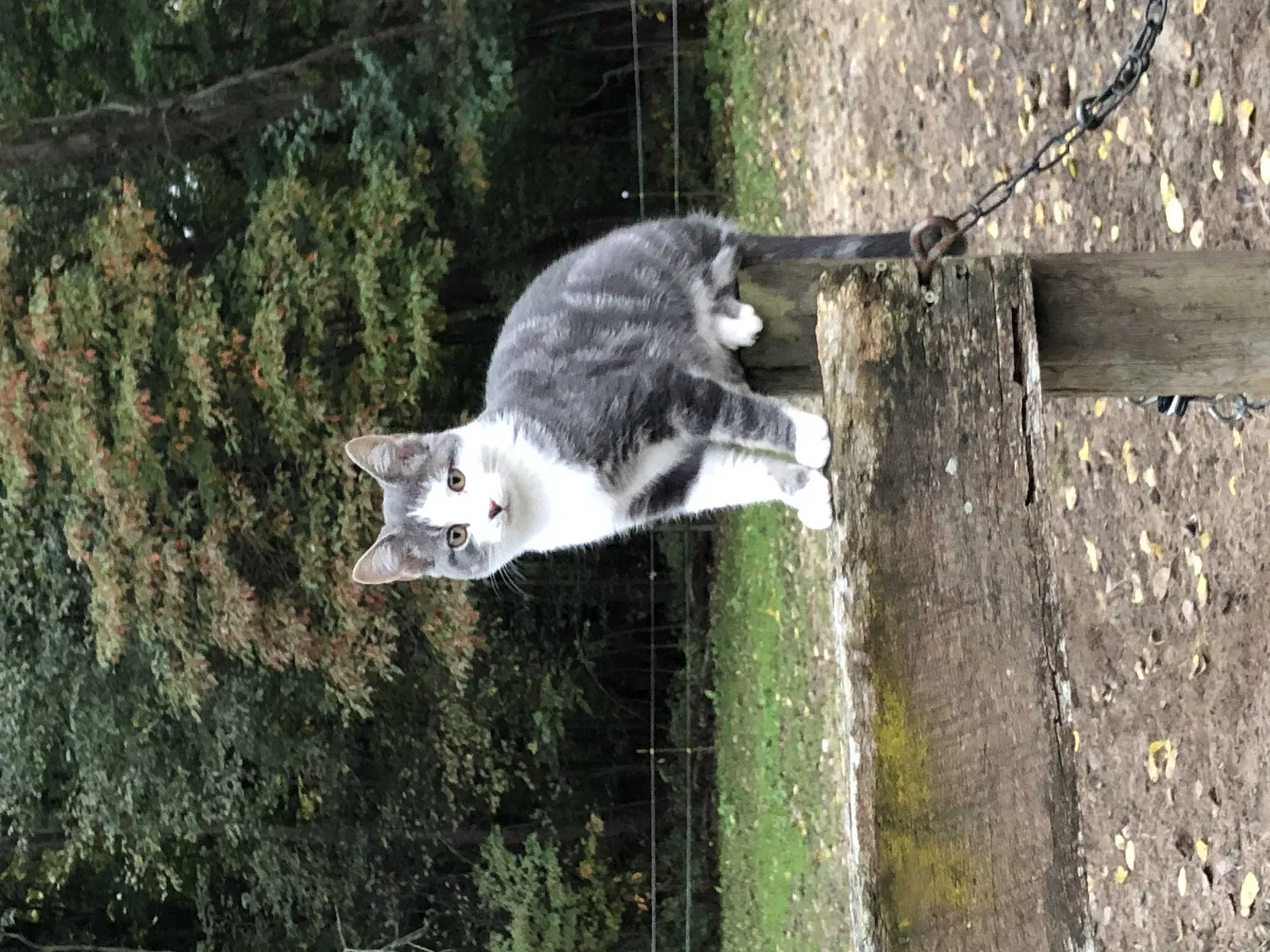 Lost cat in Cedar Springs, MI, 49319