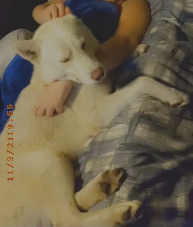 Lost dog in Los Angeles, CA, 90059