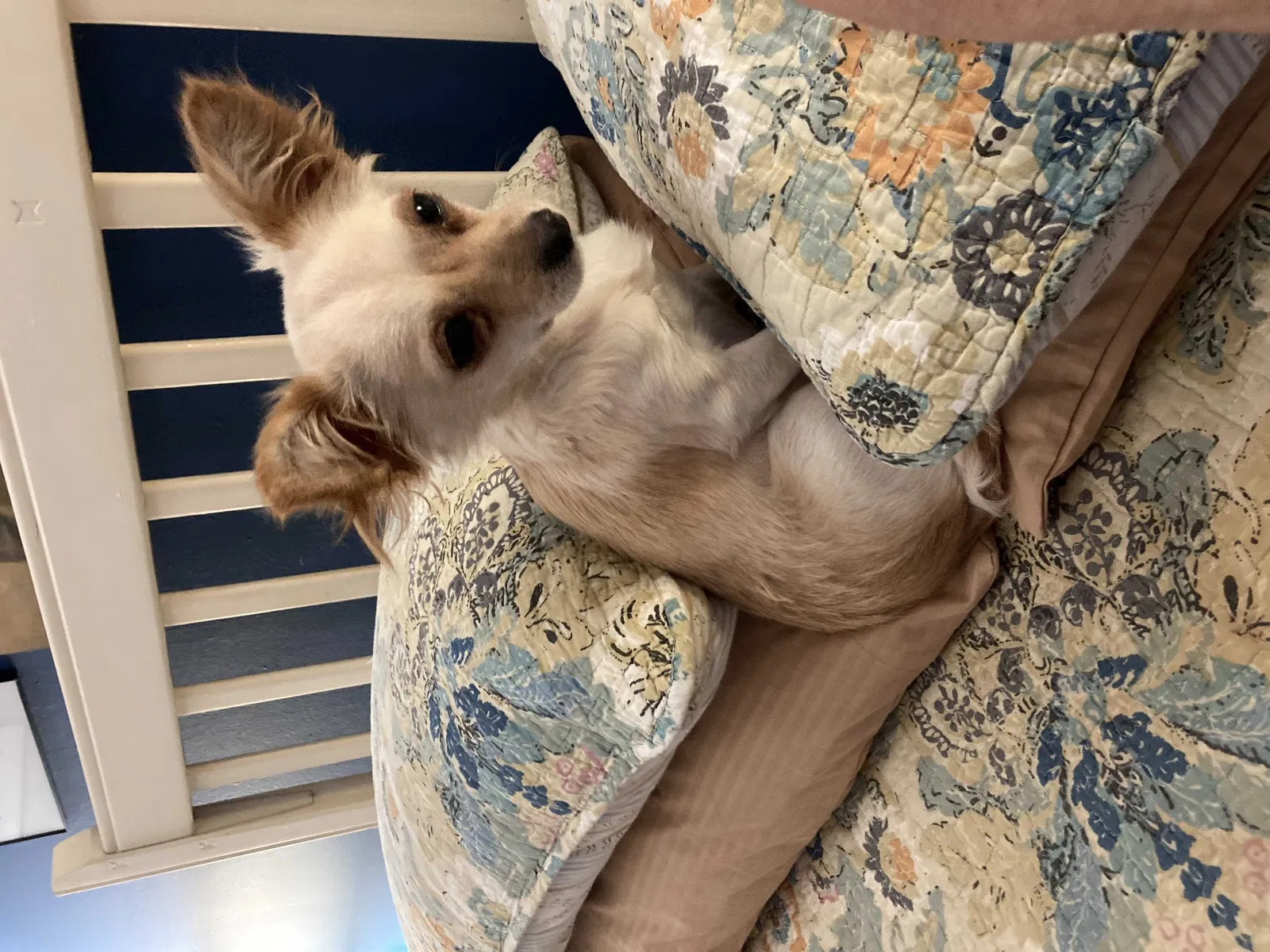 Lost dog in High Point, NC, 27265