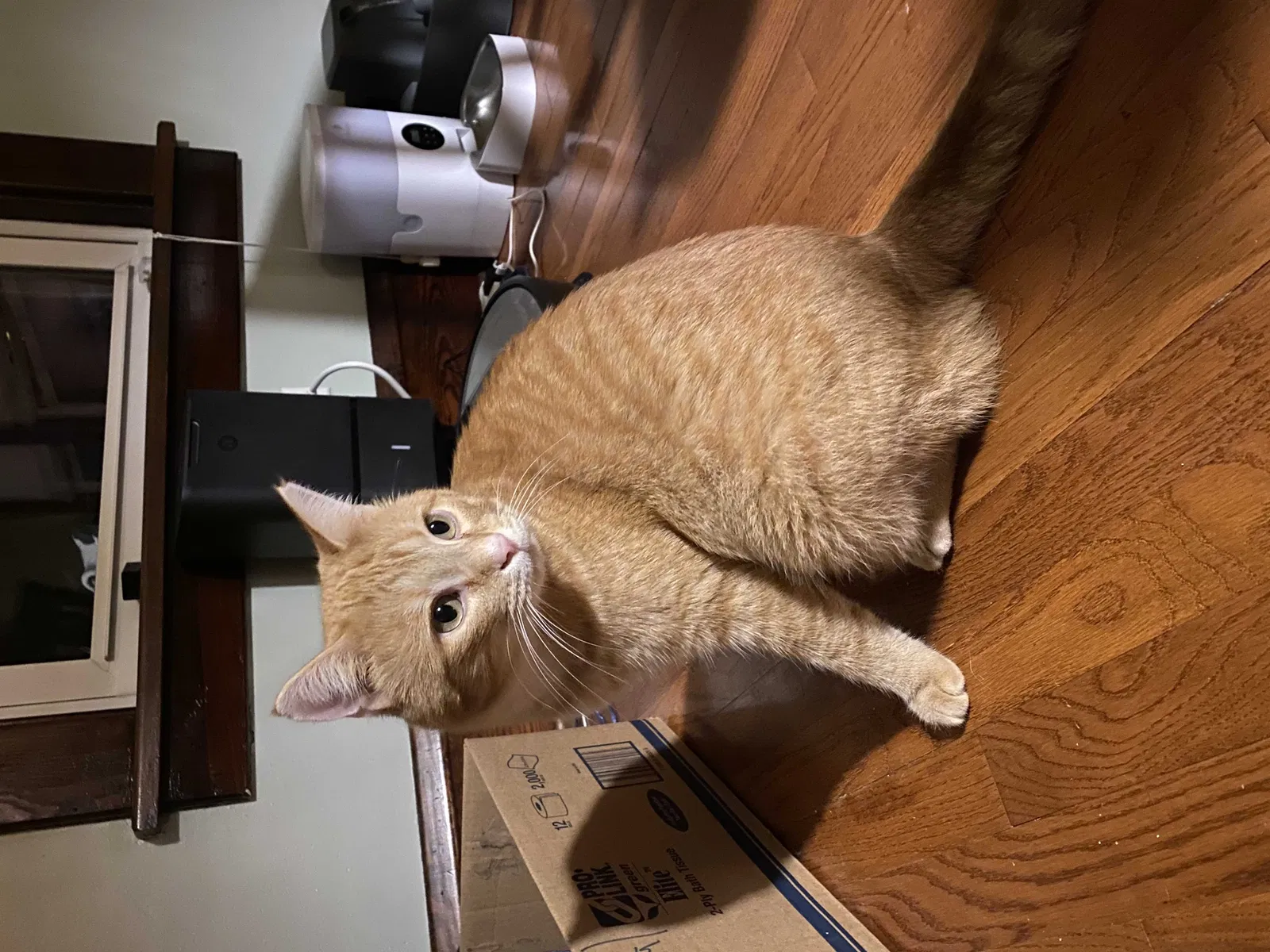 Lost cat in Greenville, PA, 16125