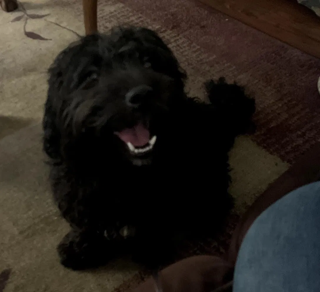 Lost dog in Chicago, IL, 60620