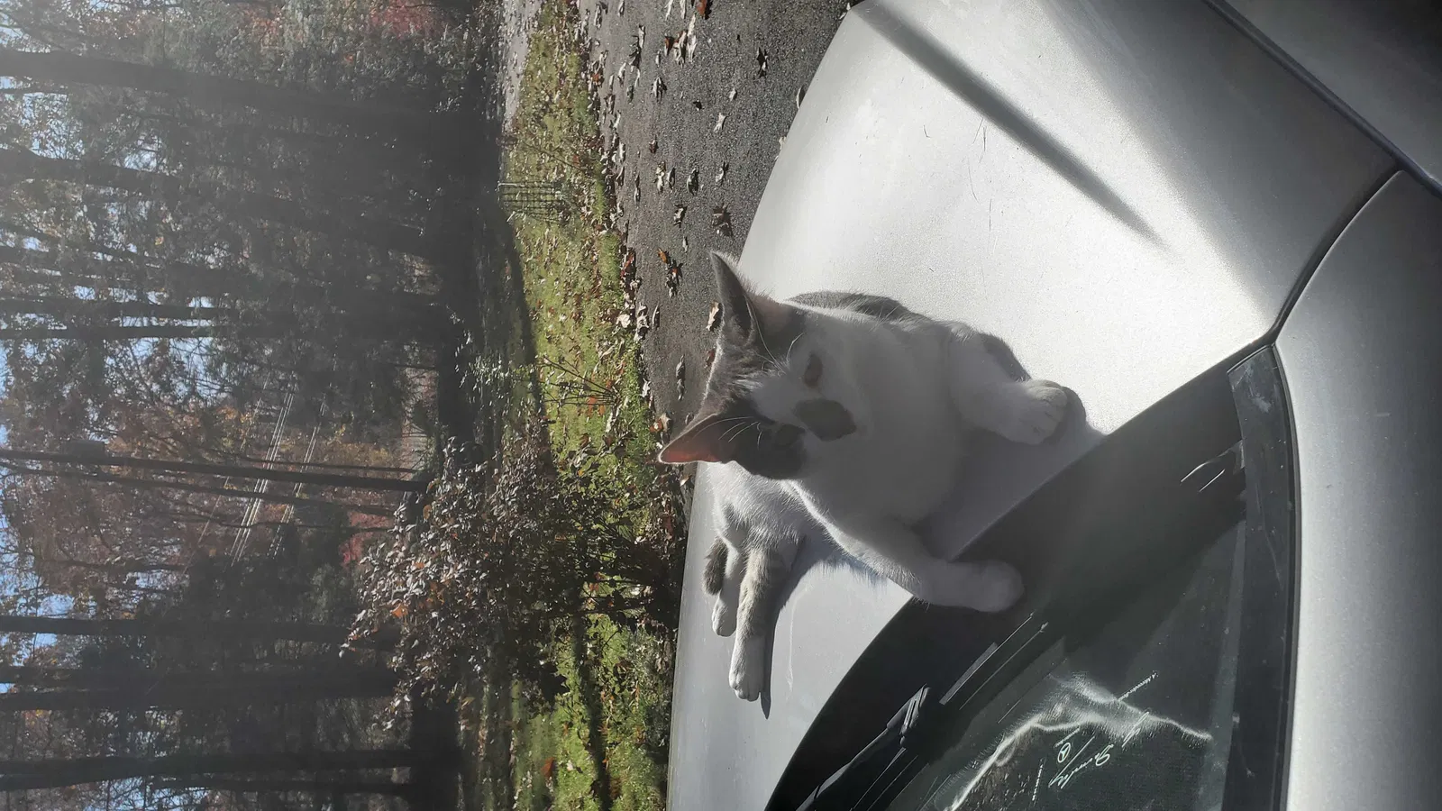 Lost cat in Woodbridge, CT, 6525