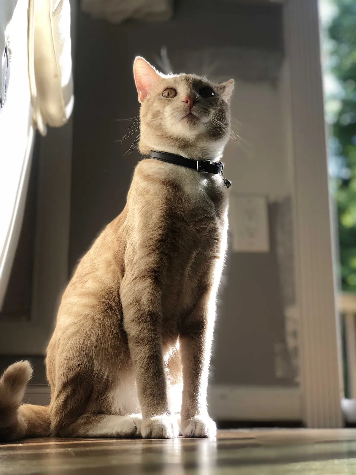 Lost cat in Rockville, MD, 20853