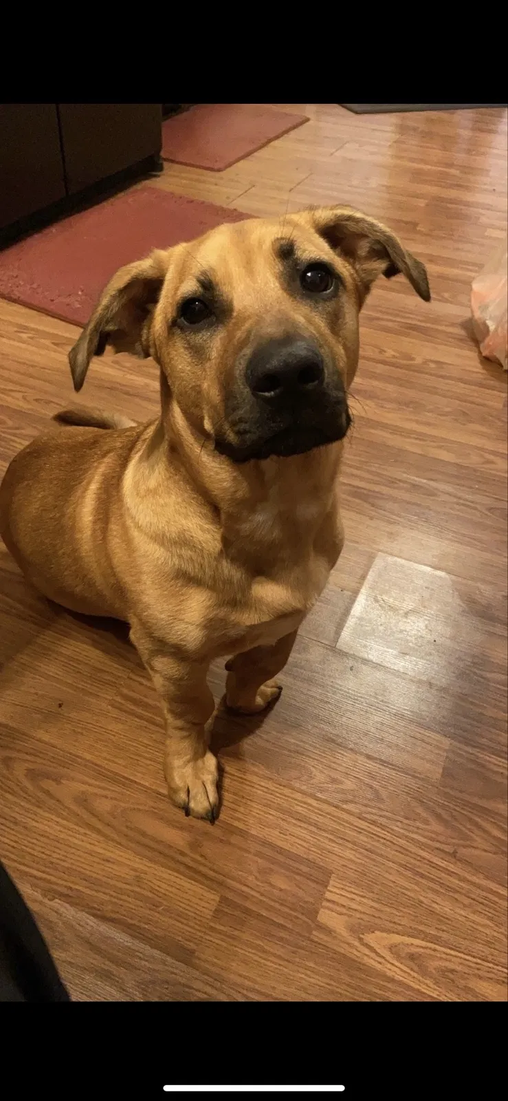 Lost dog in Sharpsburg, GA, 30277