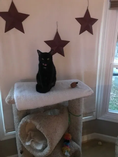 Lost cat in Germantown, MD, 20876