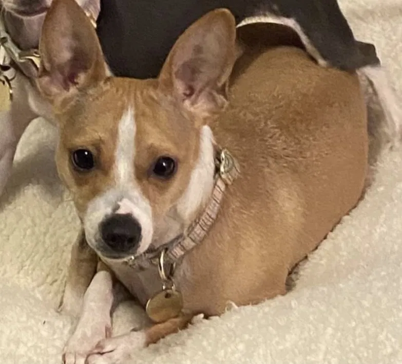 Lost dog in Abilene, TX, 79605