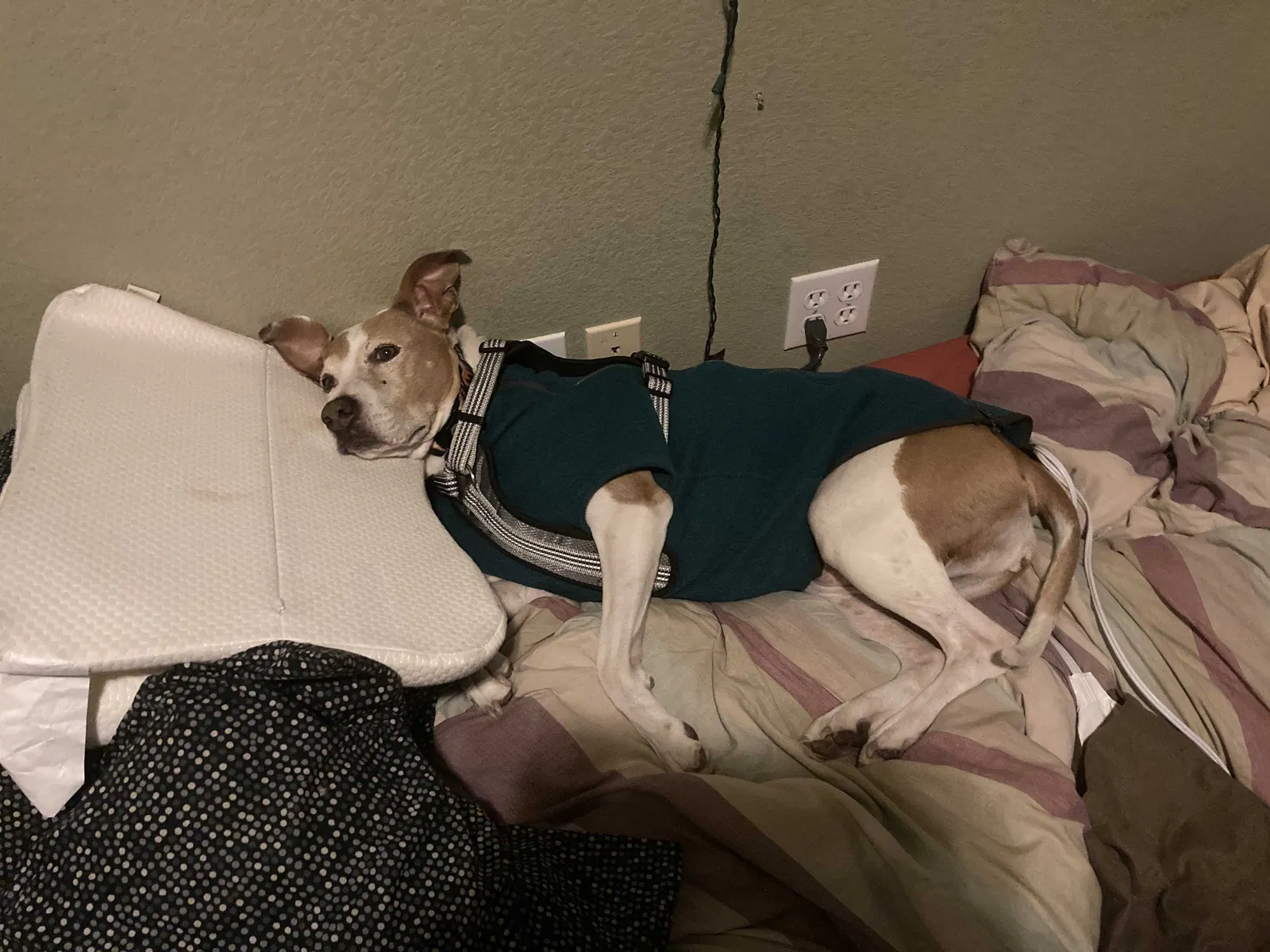 Lost dog in Nevada City, CA, 95959