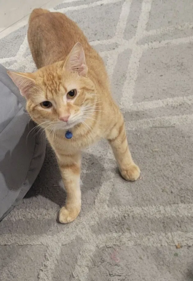 Lost cat in Fort Pierce, FL, 34982