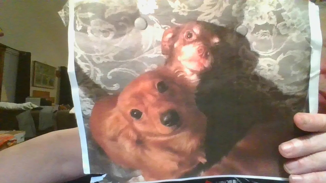 Lost dog in North Richland Hills, TX, 76182