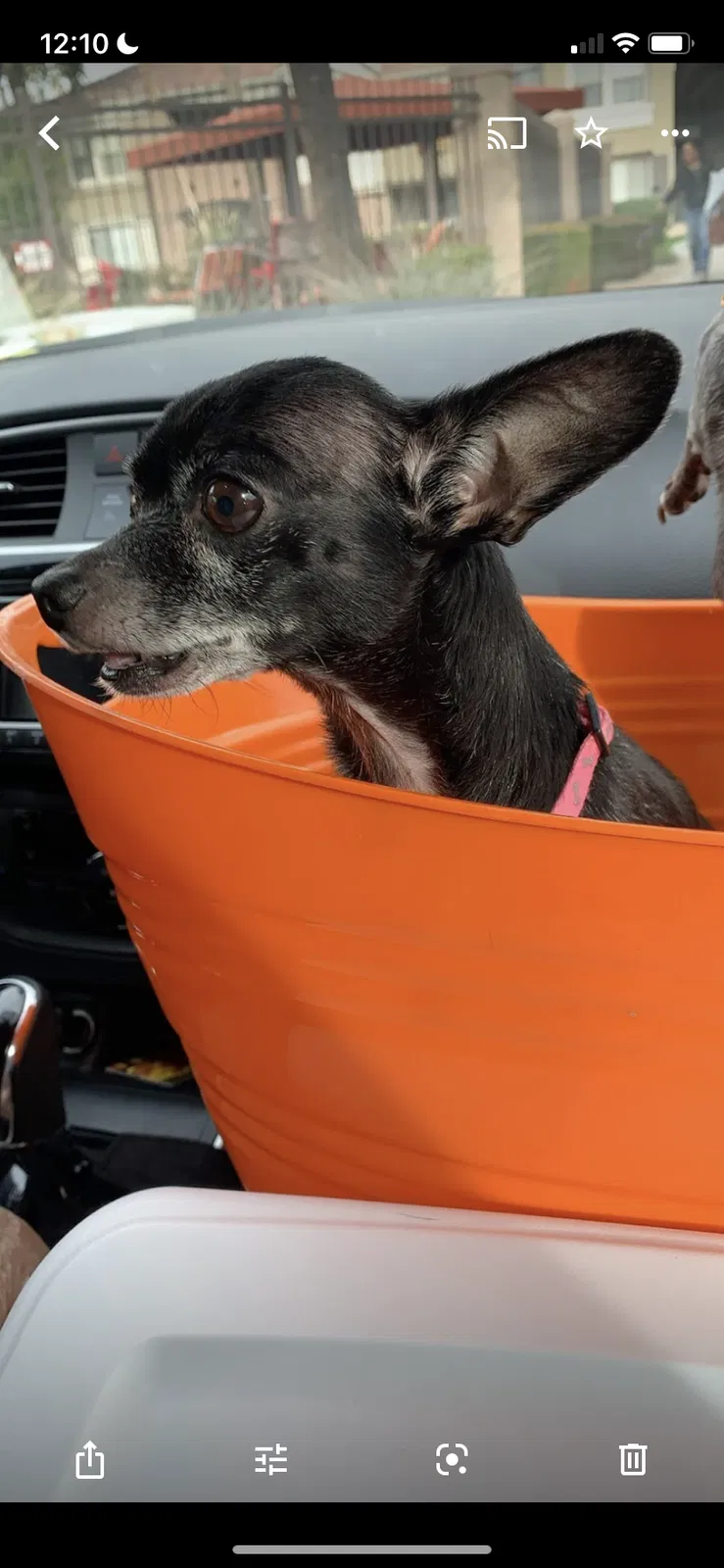 Lost dog in Phoenix, AZ, 85042