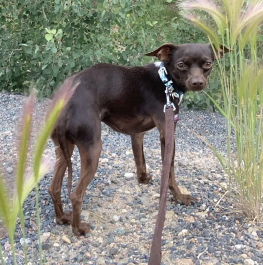 Lost dog in Denver, CO, 80229