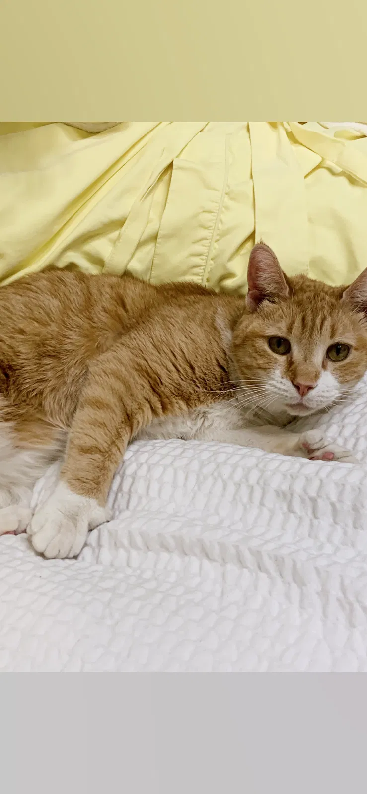 Lost cat in Wilmington, NC, 28403