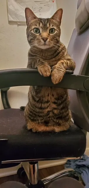 Lost cat in Spring, TX, 77386