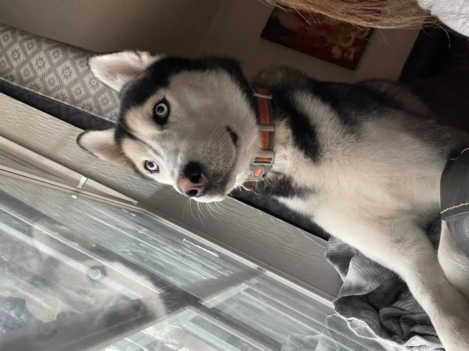 Lost dog in San Antonio, TX, 78201
