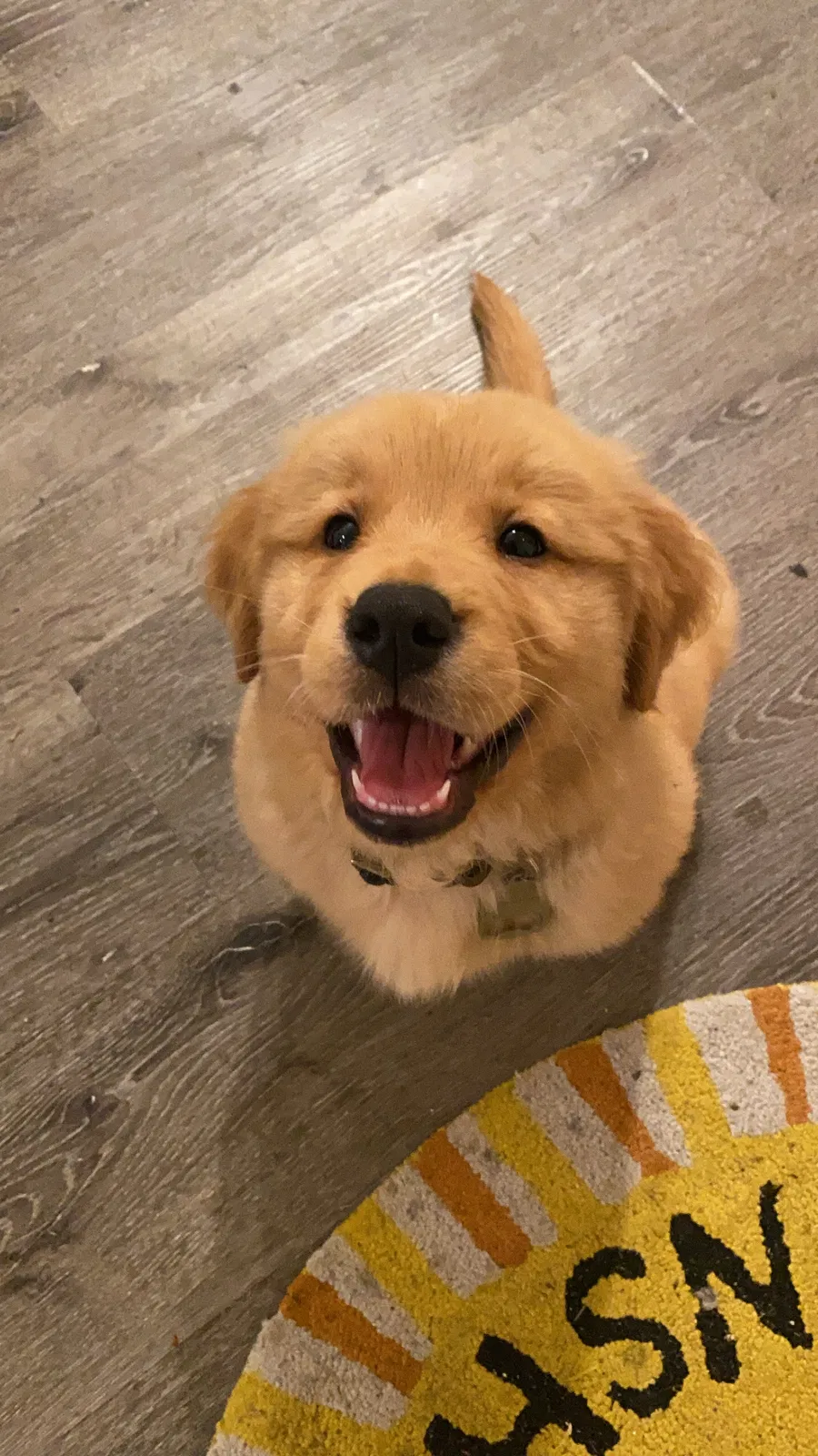 Lost dog in Fresno, CA, 93728