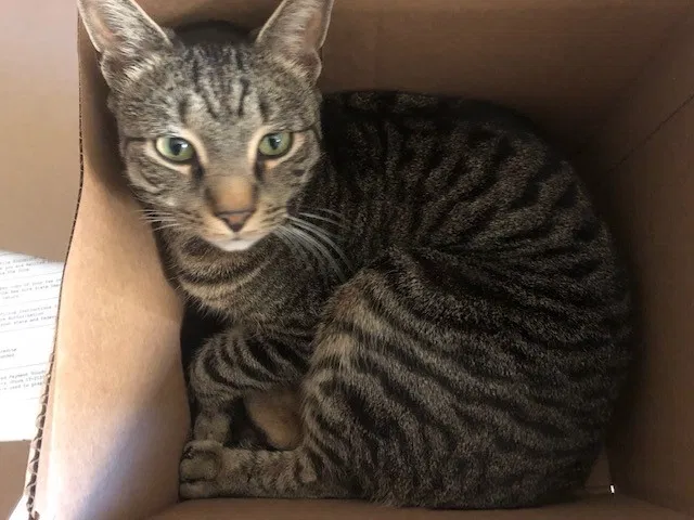 Lost cat in Brooklyn, NY, 11215