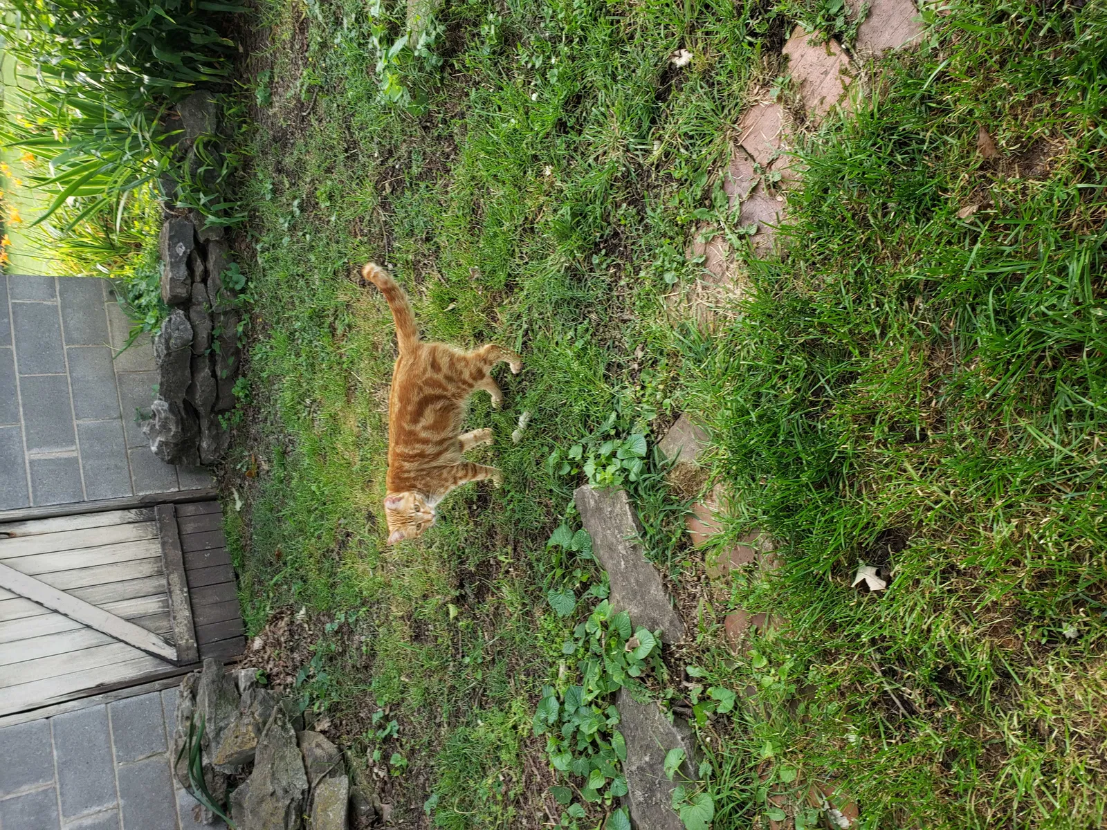 Lost cat in Nashville, TN, 37212