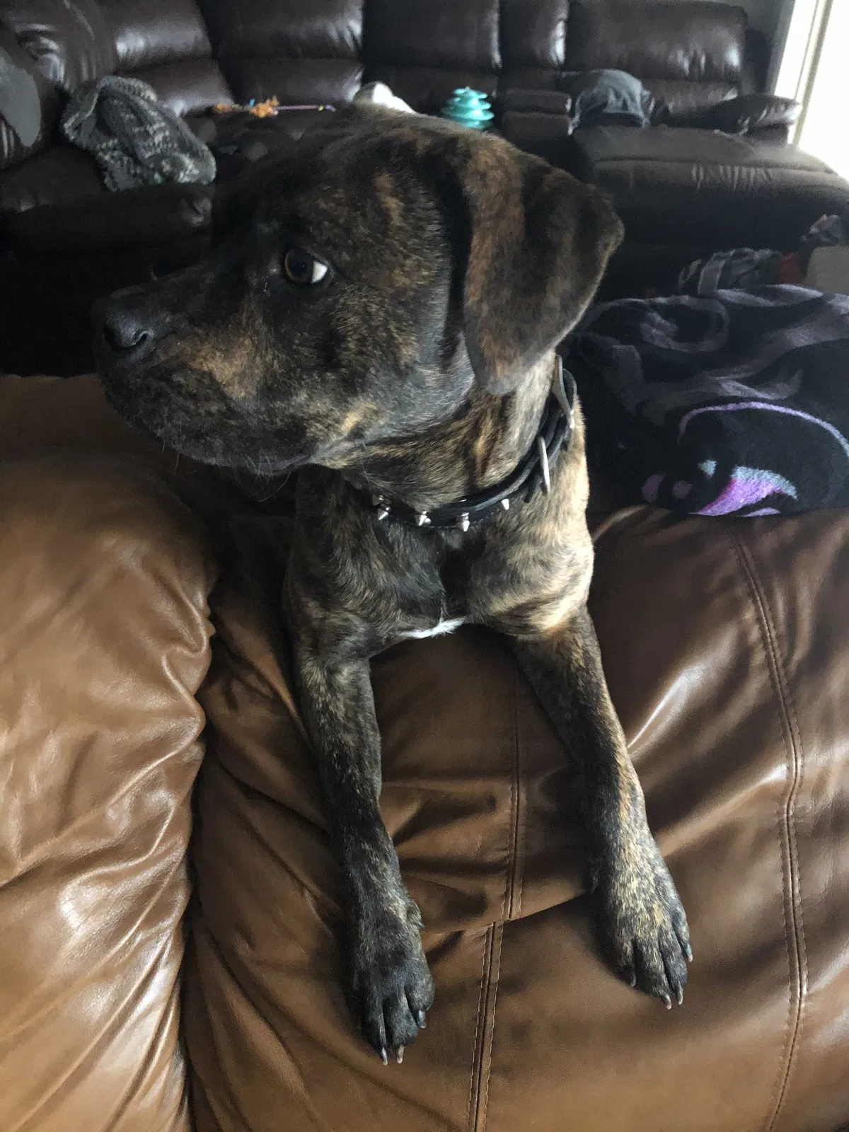 Lost dog in Weatherford, TX, 76087
