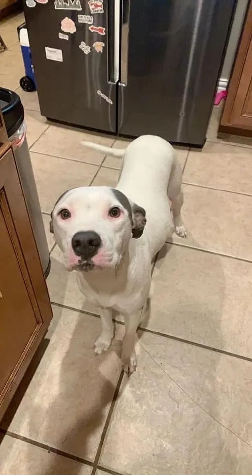 Lost dog in Mckinney, TX, 75070