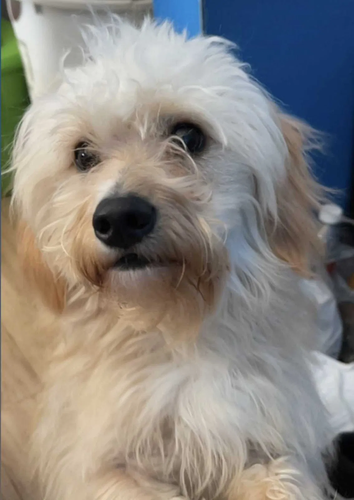 Lost dog in Charlotte, NC, 28227