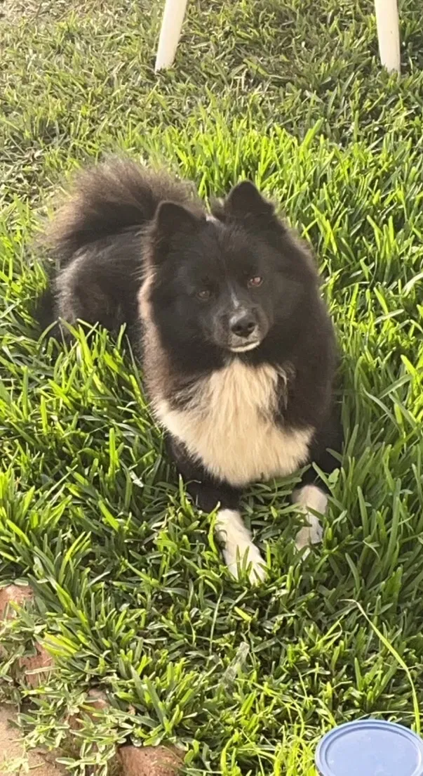 Lost dog in Rosemead, CA, 91770