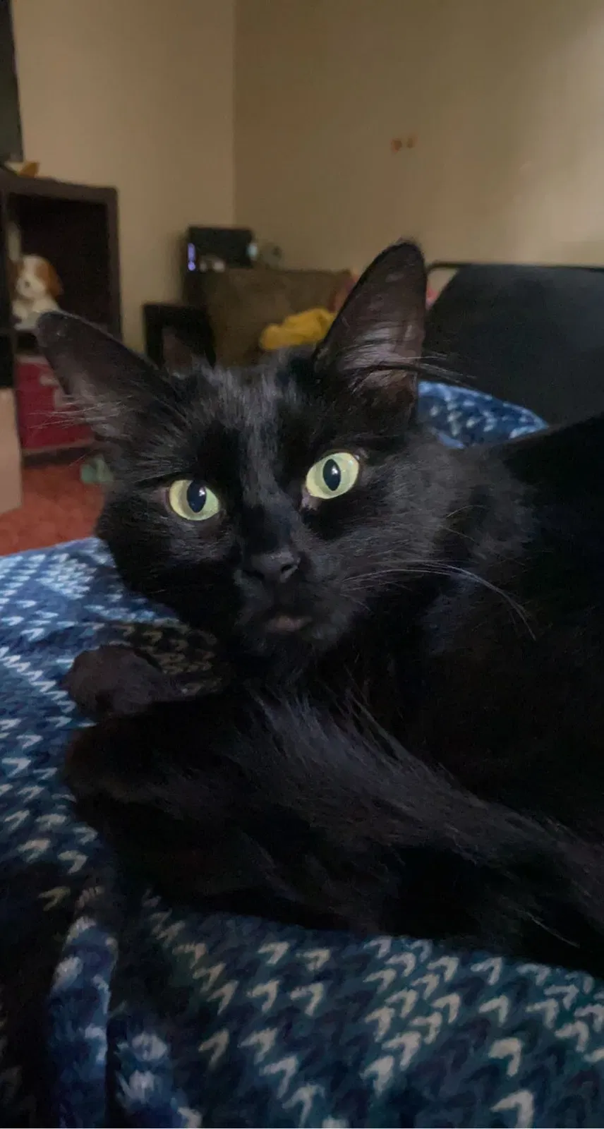 Lost cat in Albuquerque, NM, 87108